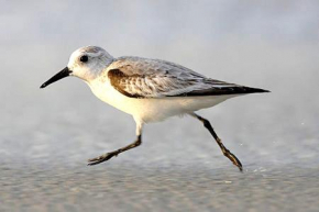 Strandläufer Zempin, Zempin